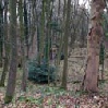 Trees & Woodland