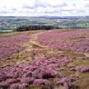 Moorland