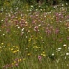 Grassland